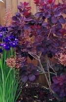 Cotinus and Iris