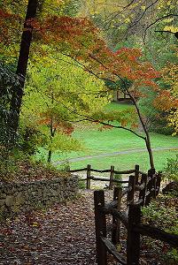 Path from the woods